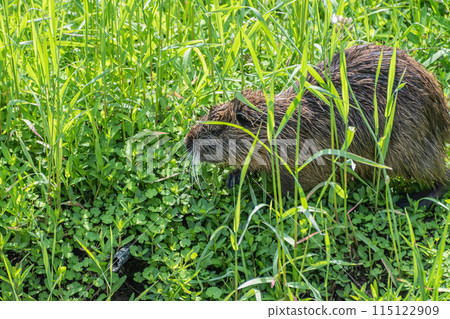 Nutria in the grass 115122909