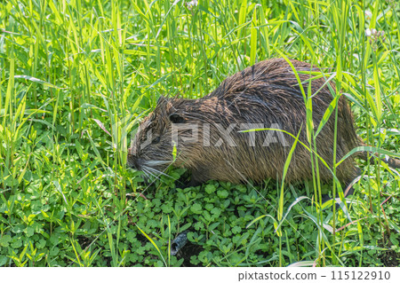 Nutria in the grass 115122910
