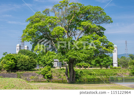 Fresh green trees on the banks of the Horikawa River, Fushimi Ward, Kyoto City Fresh green trees on the banks of the Horikawa River, Fushimi Ward, Kyoto City 115122964