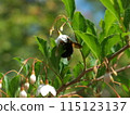 Styrax flower　 115123137