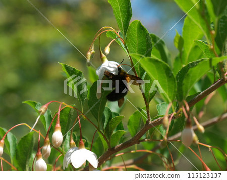 安息香花　 115123137