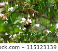 Styrax flower　 115123139