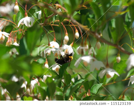 Styrax flower  Styrax flower  115123139