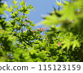 Maple  115123159