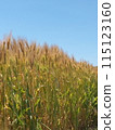 Ear of wheat 115123160
