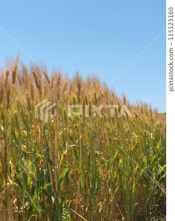 小麥的耳朵 115123160