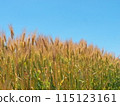 Barley 115123161