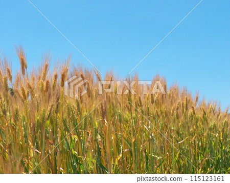 Barley Barley 115123161