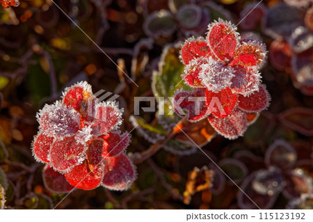 東山 Sukadaira 霜中黑豆樹的秋葉 東山 Sukadaira 霜中黑豆樹的秋葉 115123192
