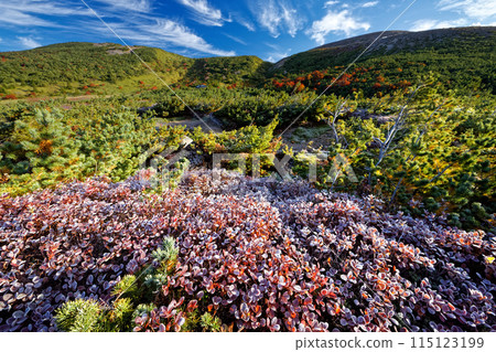 東山脈蘇卡平霜中的黑豆樹 115123199