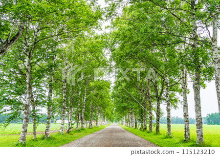 (Hokkaido) Tokachi Ranch, Birch Tree Line, Drizzle 115123210