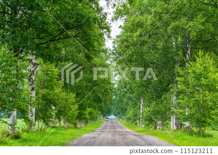 (北海道)十勝農場、白樺樹線、細雨 (北海道)十勝農場、白樺樹線、細雨 115123211