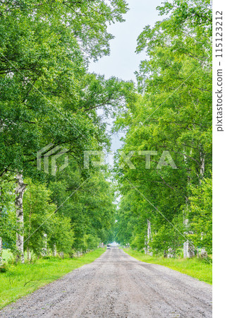（北海道）十勝農場、白樺樹線、細雨 115123212