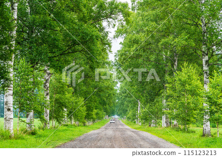 (Hokkaido) Tokachi Ranch, Birch Tree Line, Drizzle 115123213