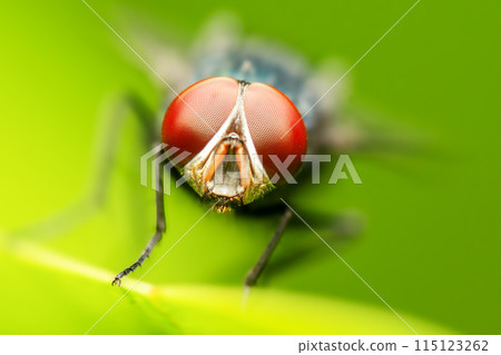 Blue Bottle Fly 115123262