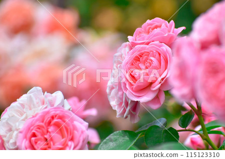 Rose garden 115123310