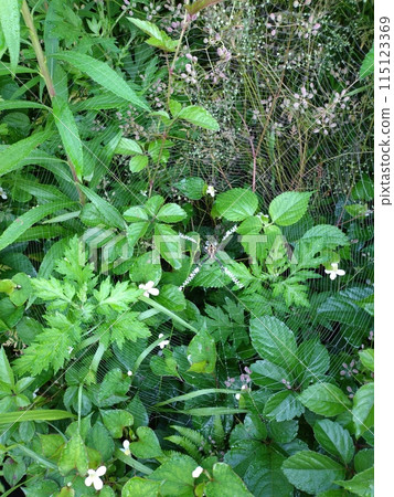 Spiders and spider webs Spiders and spider webs 115123369