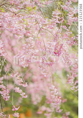 死棕色櫻桃樹 115123568