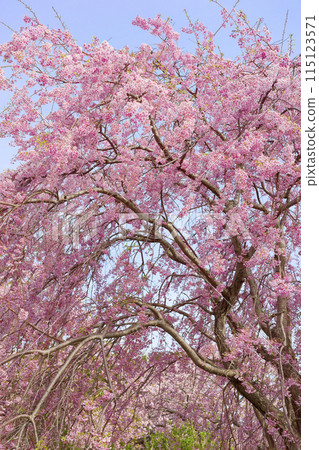 Dead brown cherry tree 115123571