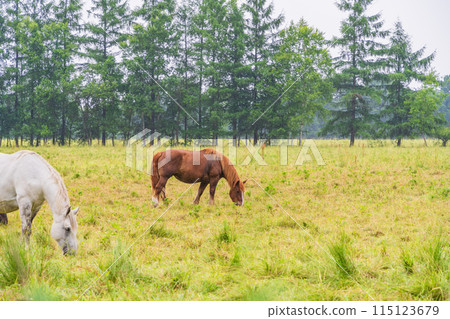 (Hokkaido) Tokachi Ranch, Grazing Horses, Drizzle 115123679