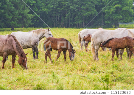 (Hokkaido) Tokachi Ranch, Grazing Horses, Drizzle 115123683