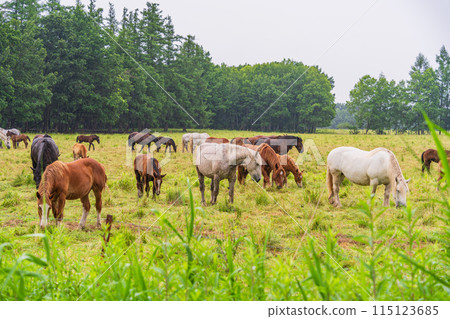 (Hokkaido) Tokachi Ranch, Grazing Horses, Drizzle 115123685