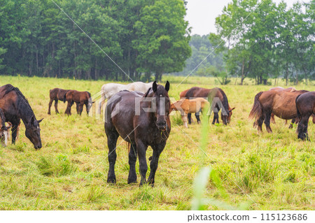 (Hokkaido) Tokachi Ranch, Grazing Horses, Drizzle (Hokkaido) Tokachi Ranch, Grazing Horses, Drizzle 115123686