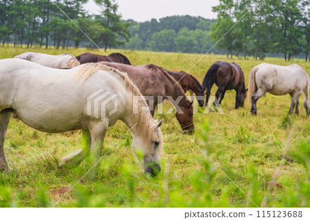 (Hokkaido) Tokachi Ranch, Grazing Horses, Drizzle 115123688
