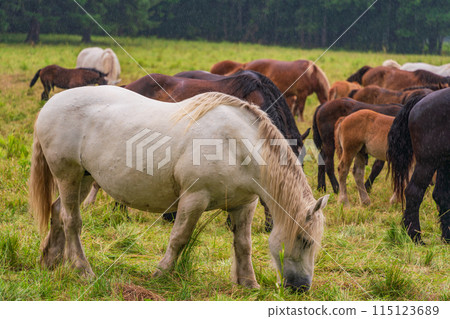 (Hokkaido) Tokachi Ranch, Grazing Horses, Drizzle 115123689