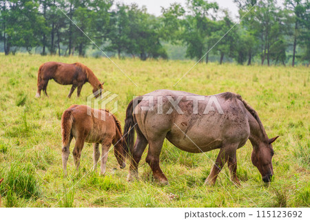 (Hokkaido) Tokachi Ranch, Grazing Horses, Drizzle 115123692