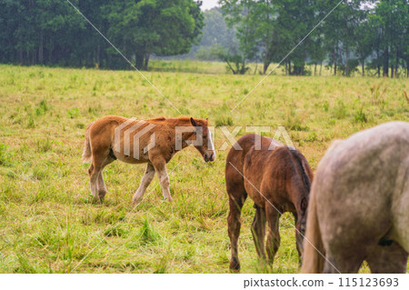 (Hokkaido) Tokachi Ranch, Grazing Horses, Drizzle (Hokkaido) Tokachi Ranch, Grazing Horses, Drizzle 115123693