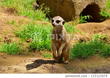 狐獴 狐獴 115123874