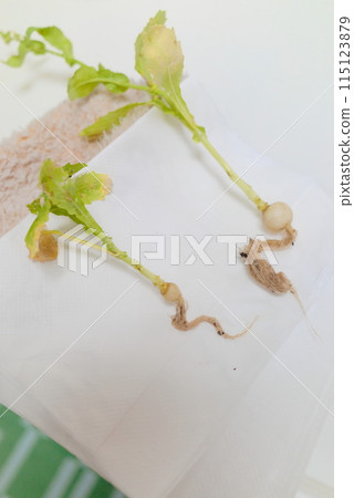 A small turnip that a child raised at elementary school A small turnip that a child raised at elementary school 115123879