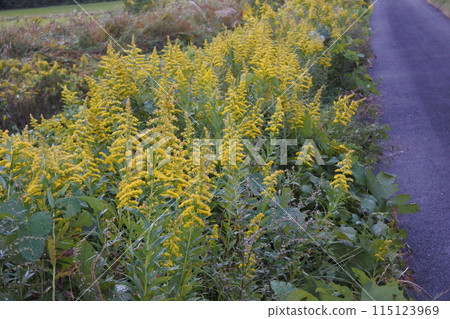 一枝黃花、外來植物、歸化植物 一枝黃花、外來植物、歸化植物 115123969