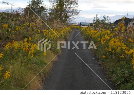 一枝黃花、外來植物、歸化植物、道路 115123995