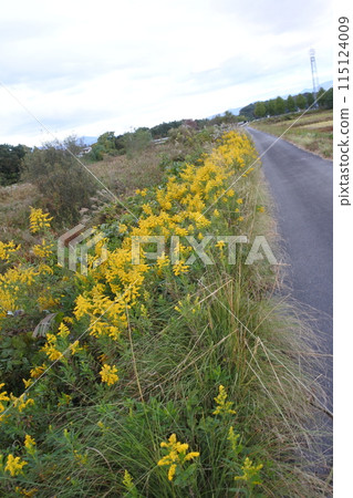 一枝黃花、外來植物、歸化植物 一枝黃花、外來植物、歸化植物 115124009