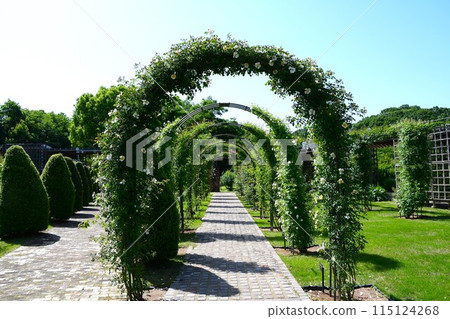 Pala flowers in full bloom at Gifu World Rose Garden Pala flowers in full bloom at Gifu World Rose Garden 115124268