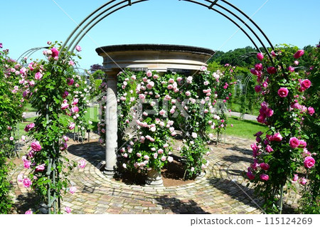 Pala flowers in full bloom at Gifu World Rose Garden Pala flowers in full bloom at Gifu World Rose Garden 115124269