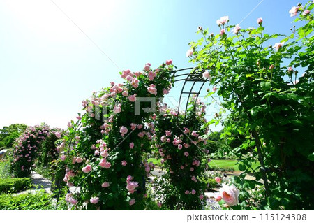 Pala flowers in full bloom at Gifu World Rose Garden Pala flowers in full bloom at Gifu World Rose Garden 115124308