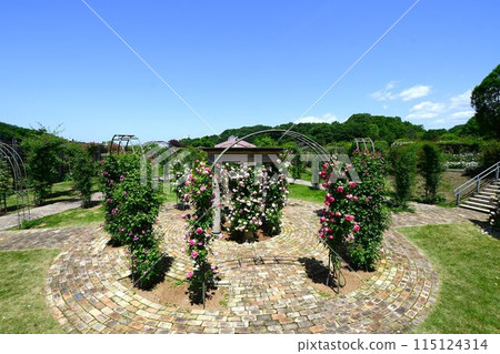 Pala flowers in full bloom at Gifu World Rose Garden 115124314