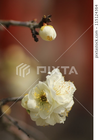 Spring scent 115124364