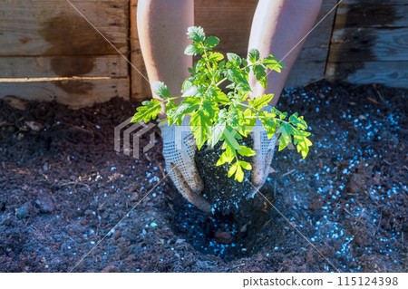 Vegetable plants in pots with young tomato a seedlings 115124398
