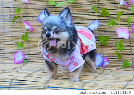 A cute Chihuahua wearing a pink yukata and sticking out his tongue in front of a morning glory♡ 115124399