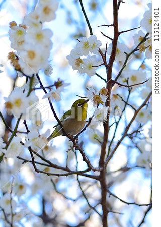 White-eye 115124401
