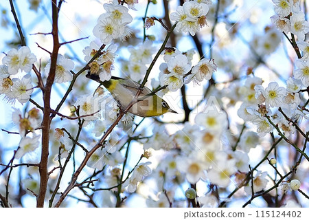 White-eye White-eye 115124402