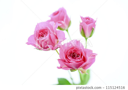 Bright pink rose flowers 115124516