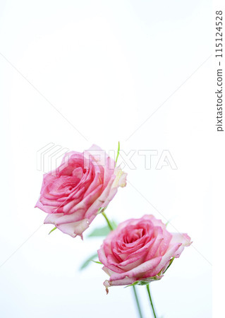 Bright pink rose flowers 115124528