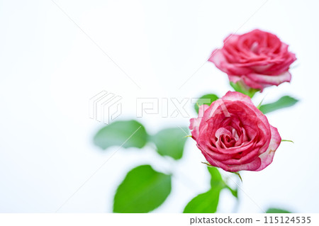明亮的粉紅色玫瑰花 明亮的粉紅色玫瑰花 115124535
