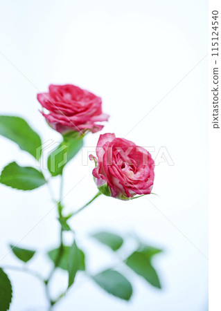 明亮的粉紅色玫瑰花 115124540