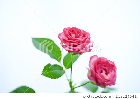 明亮的粉紅色玫瑰花 115124541